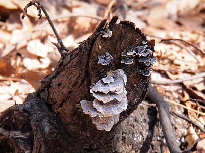 [A cleanly-broken dark brown stump has more than a dozen growths on its end. They are leaf shaped (minus the stem) sticking out from the tree base. The smaller growths seem to be shades of blue while the larger ones are lighter shades.]